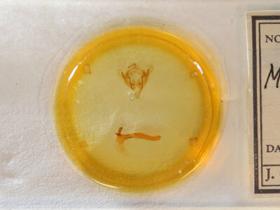 slide view of adult Meropleon diversicolor