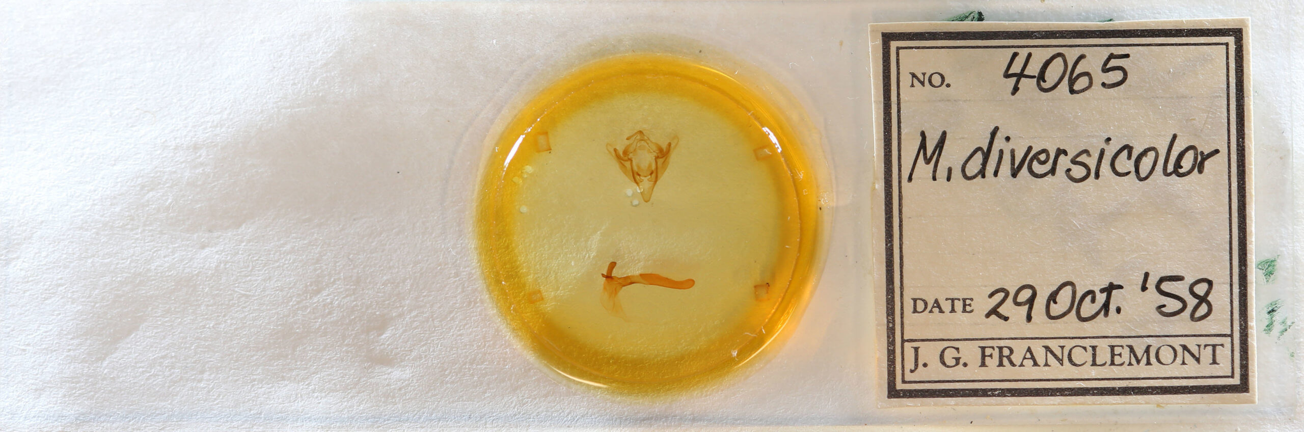 slide view of adult Meropleon diversicolor