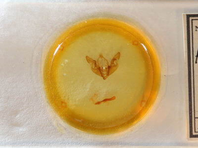 slide view of adult Hyppa xylinoides