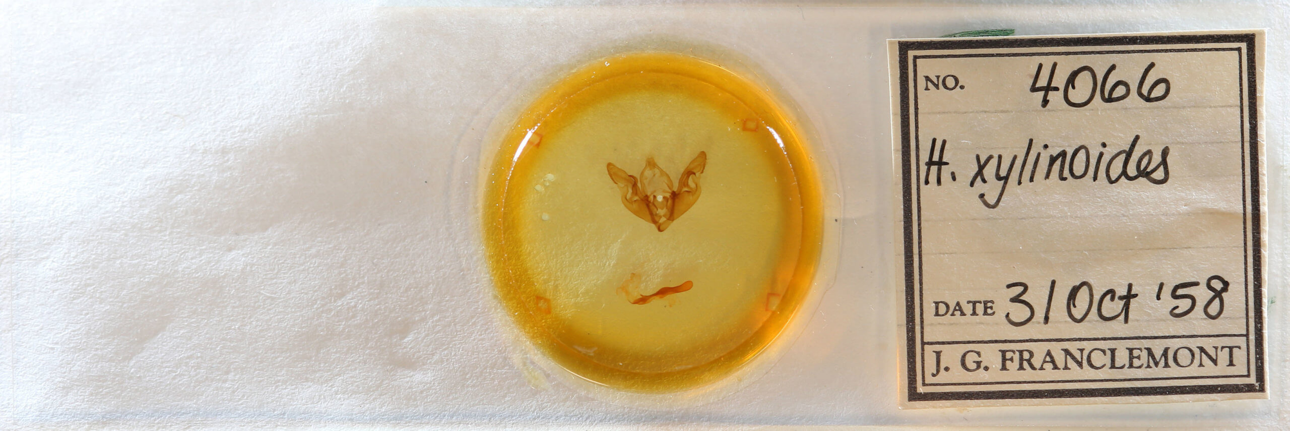 slide view of adult Hyppa xylinoides