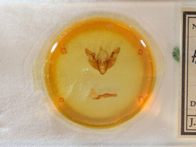 slide view of adult Hyppa xylinoides