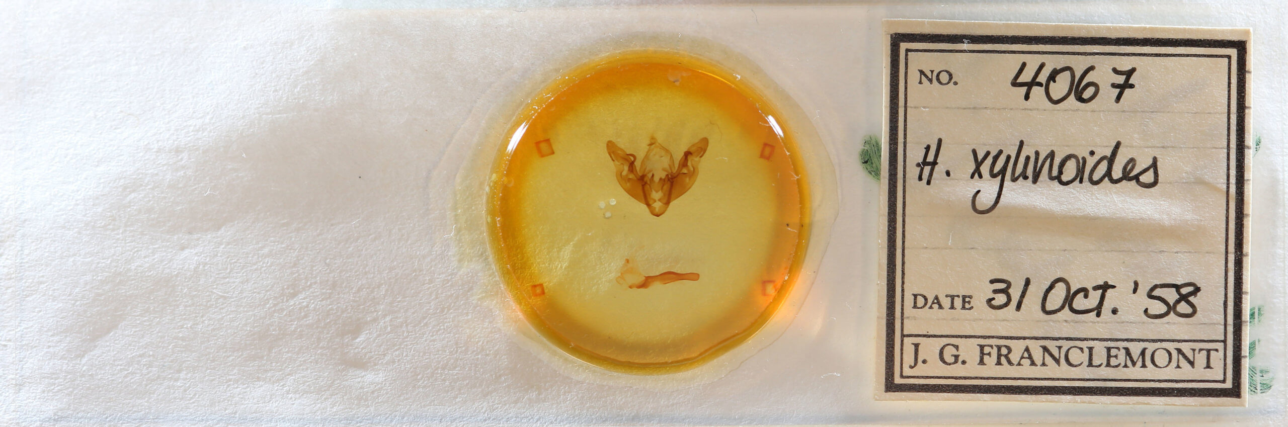 slide view of adult Hyppa xylinoides