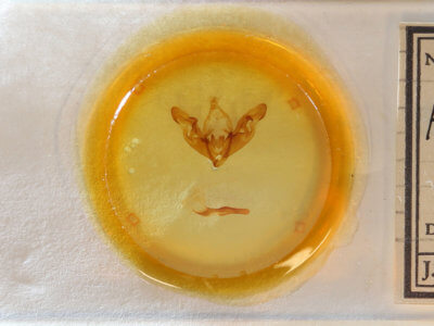 slide view of adult Hyppa contrasta