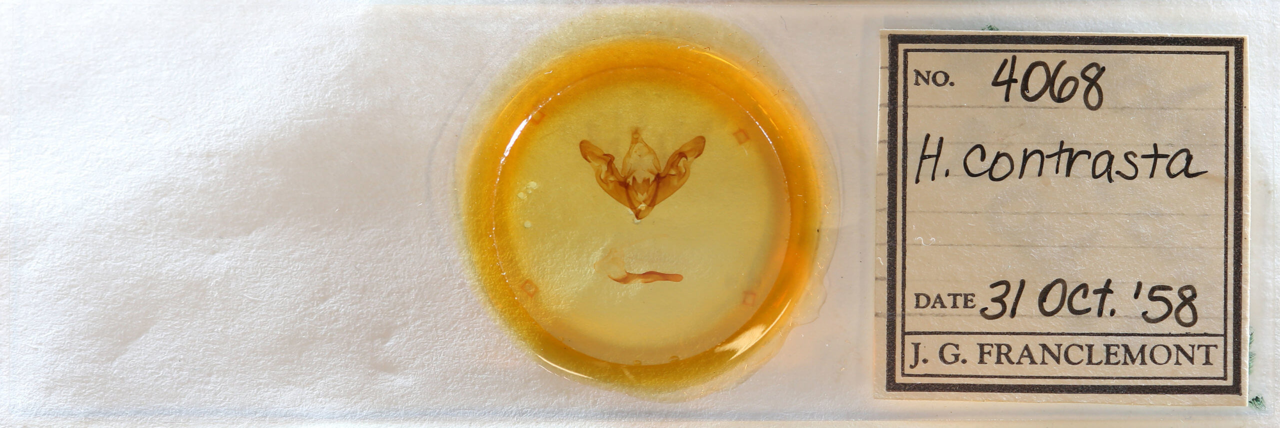 slide view of adult Hyppa contrasta