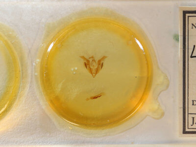 slide view of adult Lacinipolia palilis