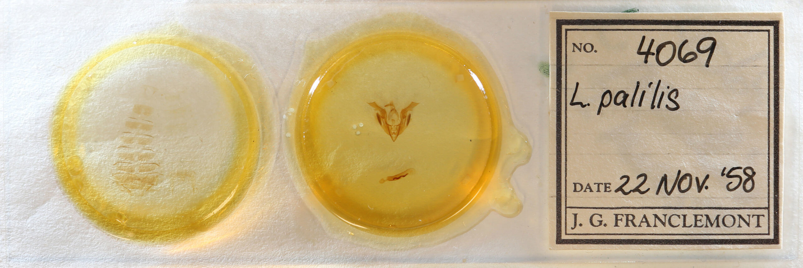 slide view of adult Lacinipolia palilis