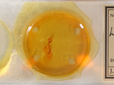 slide view of adult Lacinipolia palilis