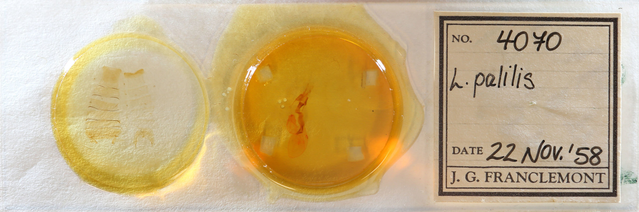 slide view of adult Lacinipolia palilis