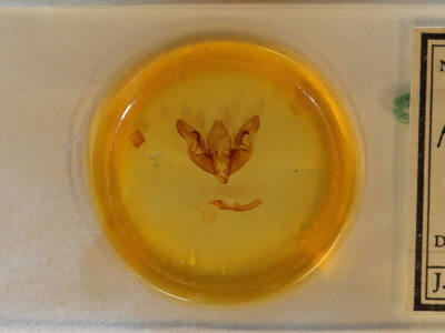 slide view of adult Hyppa contrasta