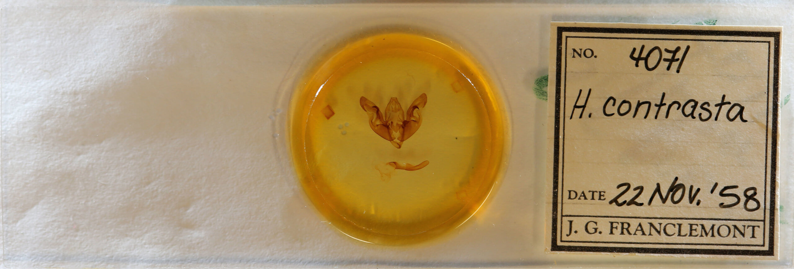 slide view of adult Hyppa contrasta