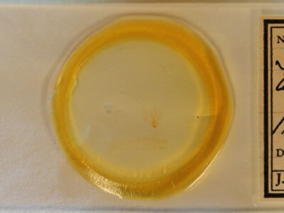 slide view of adult Cenopis mesospila