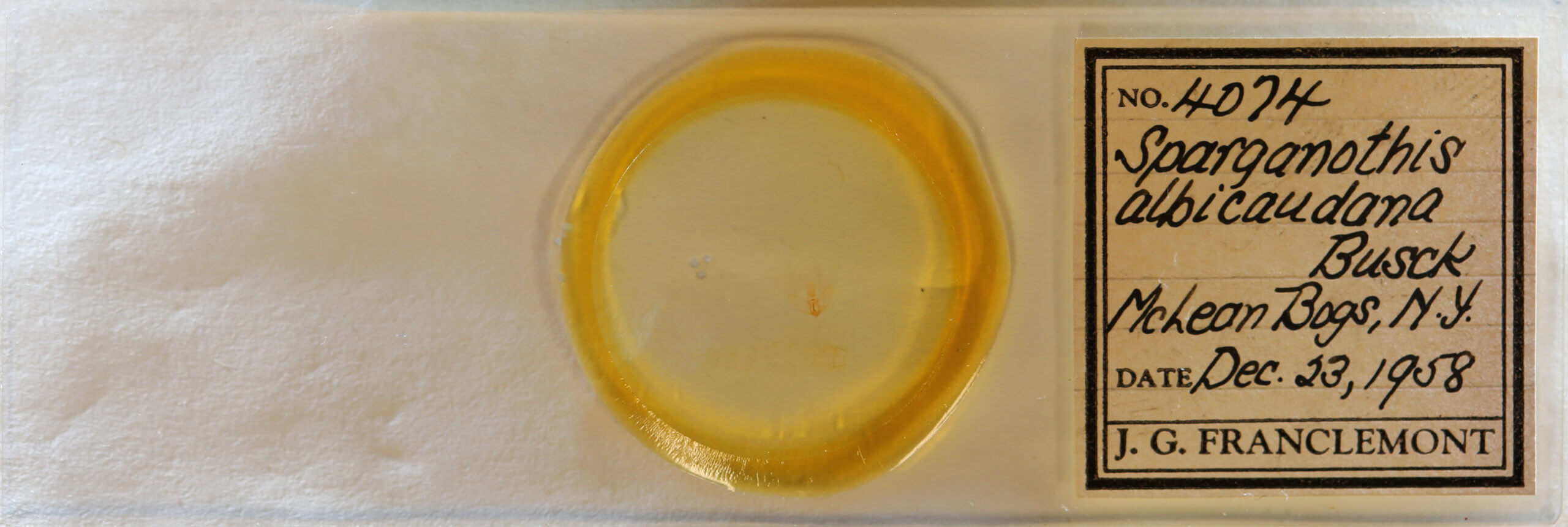 slide view of adult Cenopis mesospila