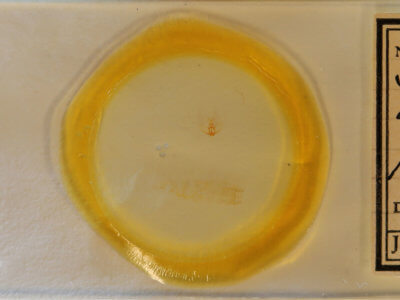 slide view of adult Sparganothis xanthoides