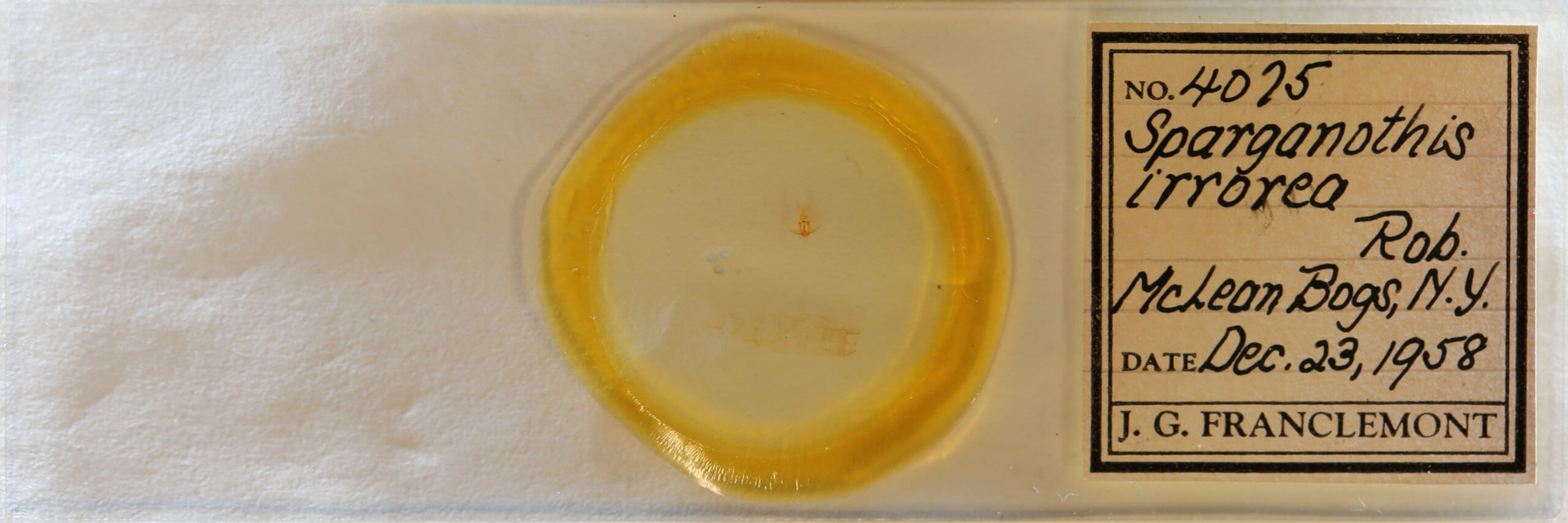 slide view of adult Sparganothis xanthoides