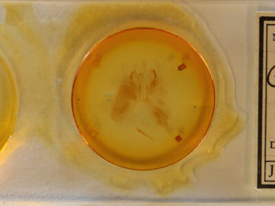 slide view of adult Sparganothis xanthoides