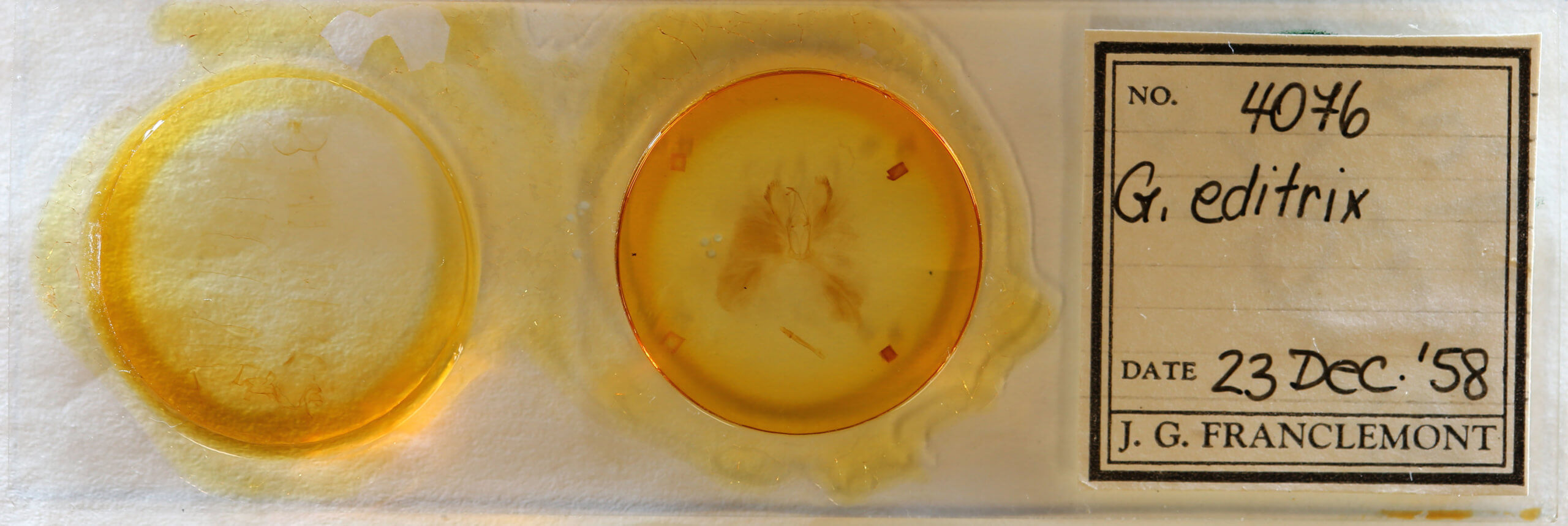 slide view of adult Sparganothis xanthoides