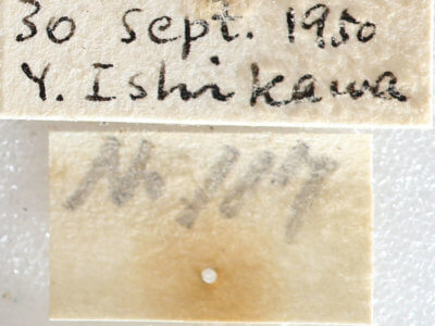 label view of adult Telorta acuminata