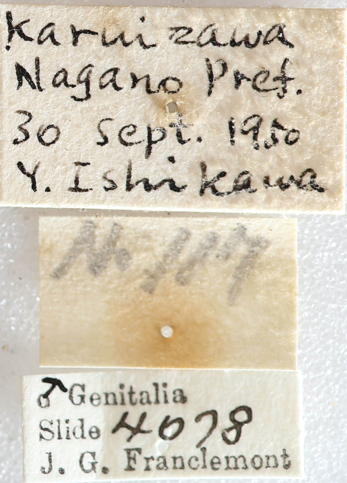 label view of adult Telorta acuminata