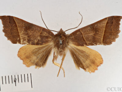 dorsal view of adult Telorta acuminata