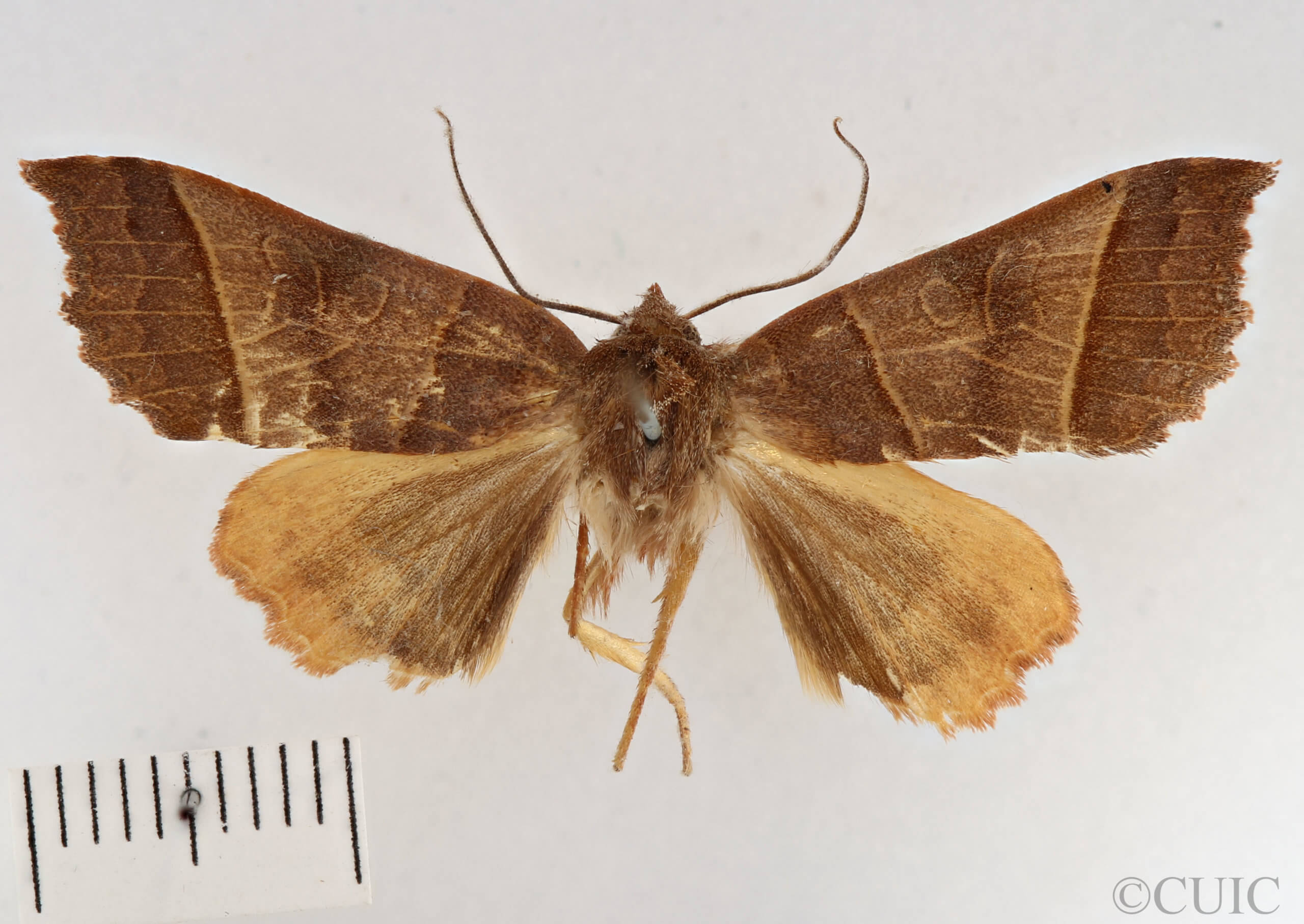 dorsal view of adult Telorta acuminata