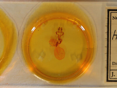 slide view of adult Homoglaea hircina