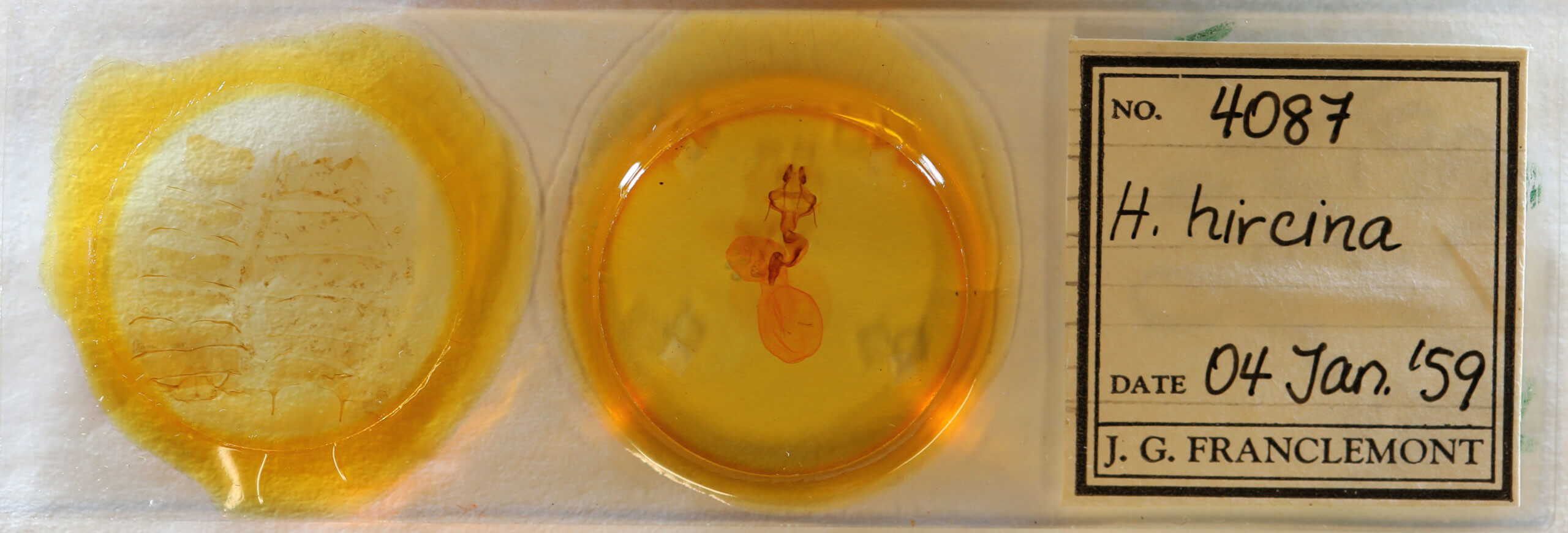 slide view of adult Homoglaea hircina