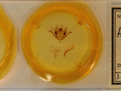 slide view of adult Homoglaea hircina