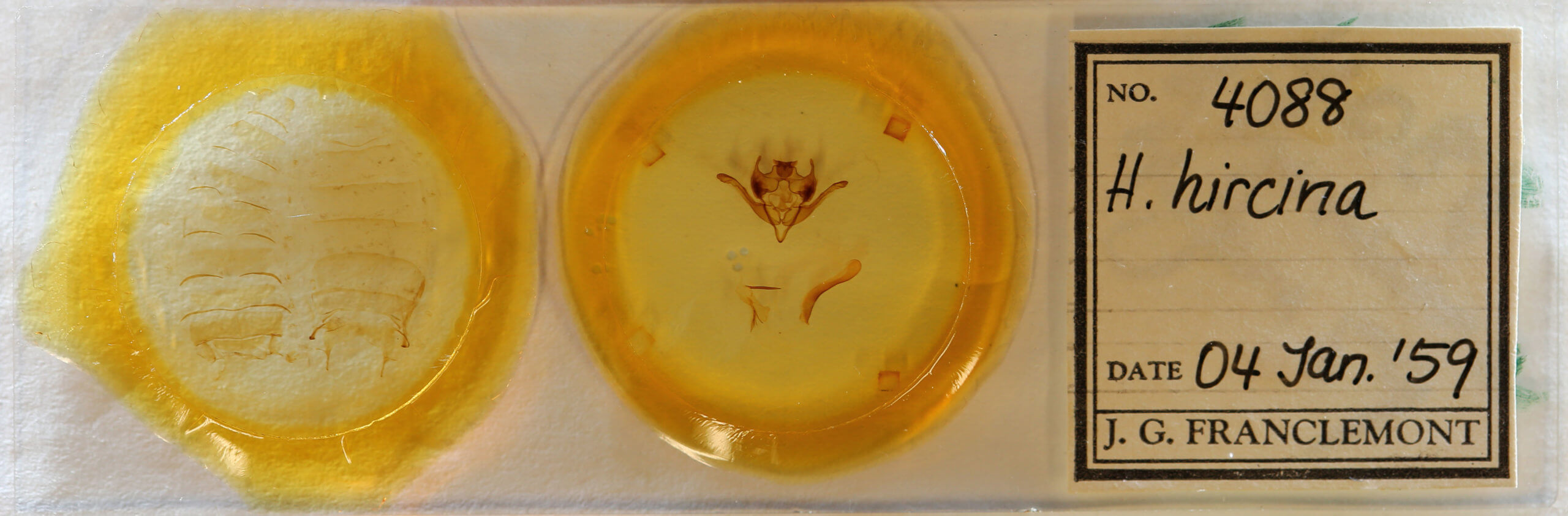 slide view of adult Homoglaea hircina