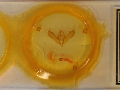 slide view of adult Lithomoia germana