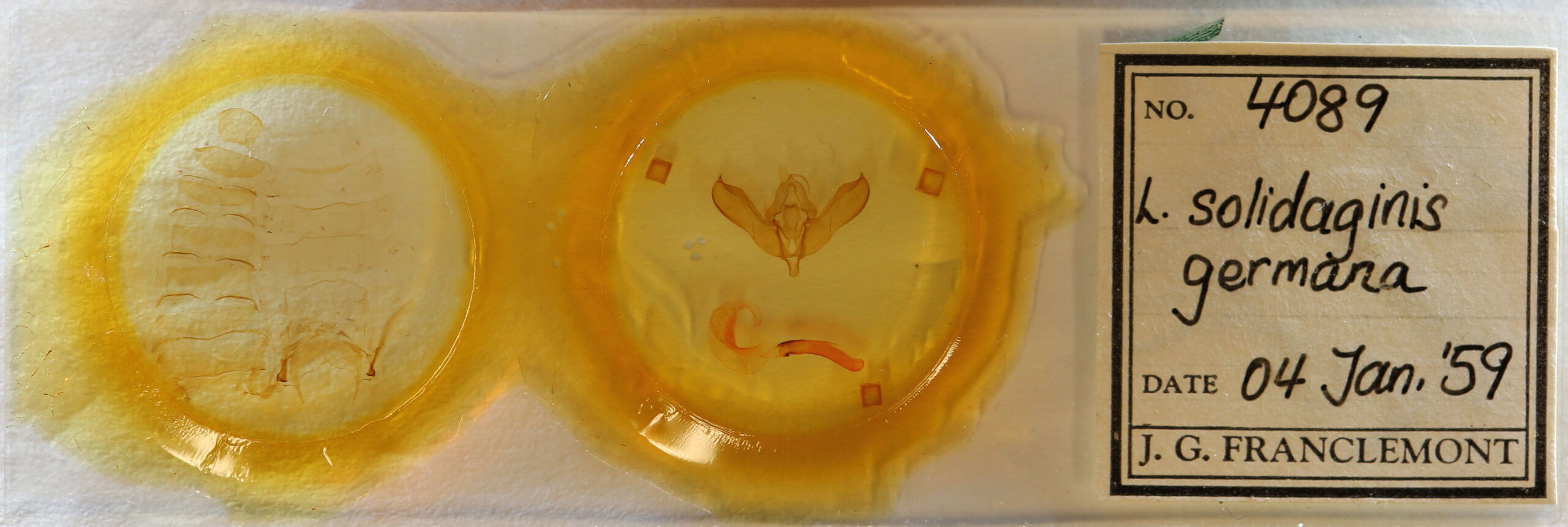 slide view of adult Lithomoia germana