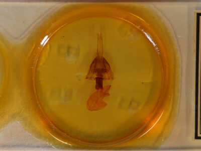 slide view of adult Lithomoia germana