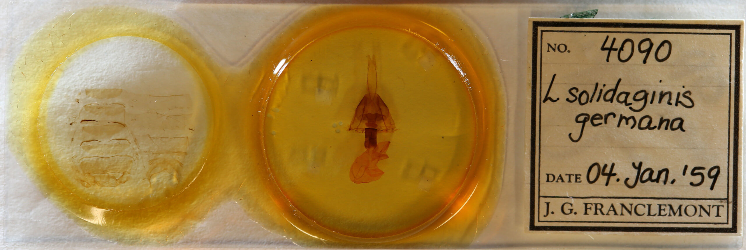 slide view of adult Lithomoia germana