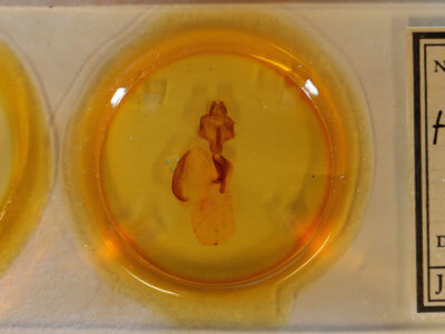 slide view of adult Homoglaea carbonaria