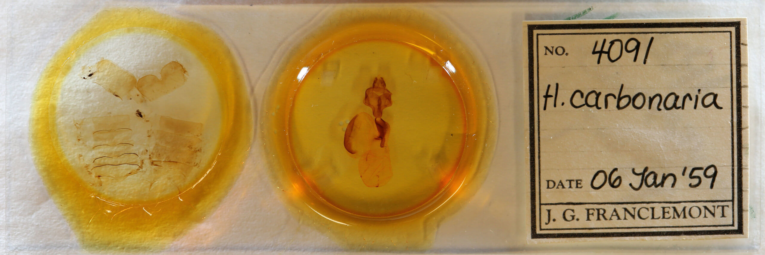 slide view of adult Homoglaea carbonaria