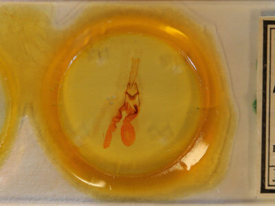 slide view of adult Homoglaea variegata