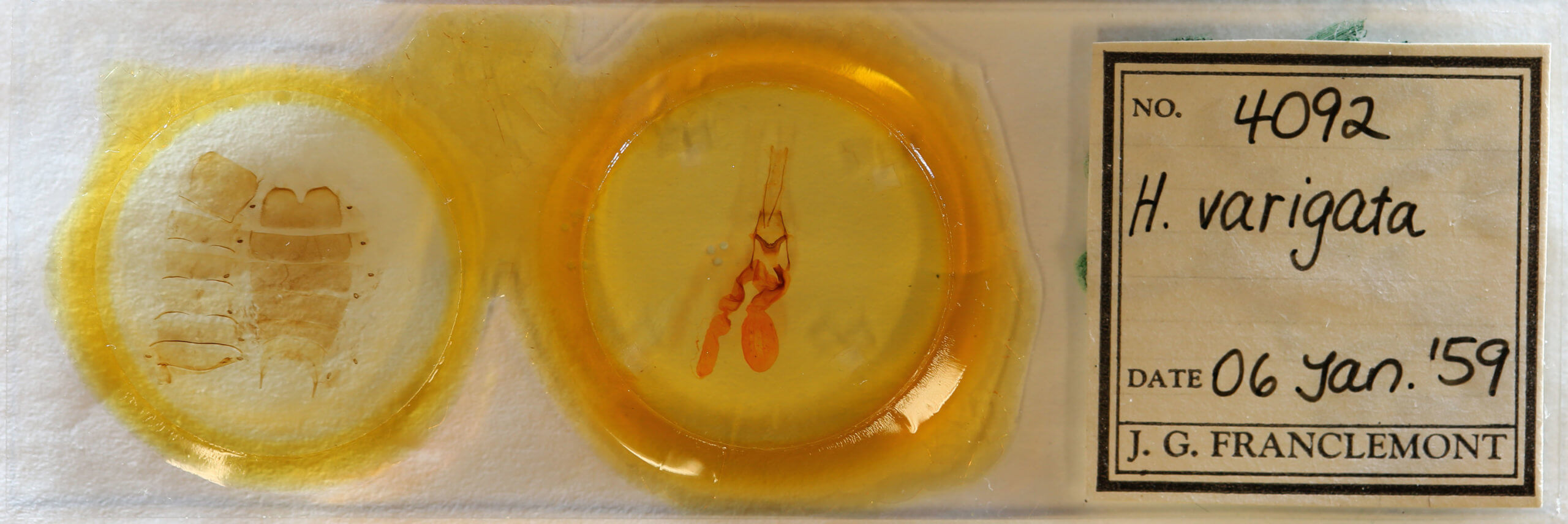 slide view of adult Homoglaea variegata