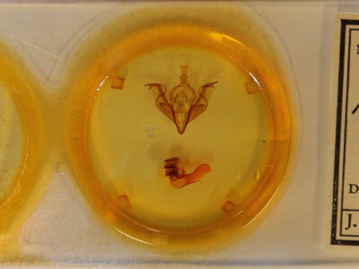 slide view of adult Xylena cineritia