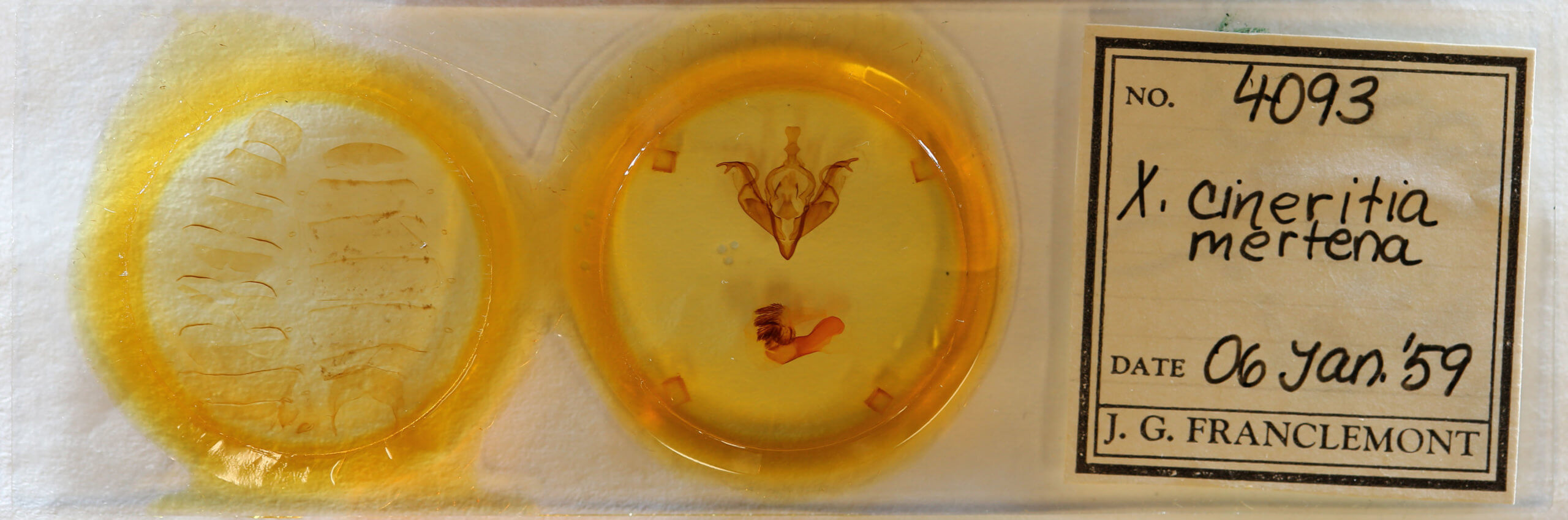 slide view of adult Xylena cineritia