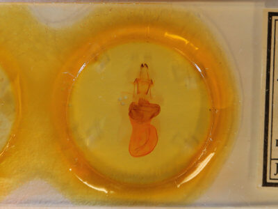 slide view of adult Xylena cineritia