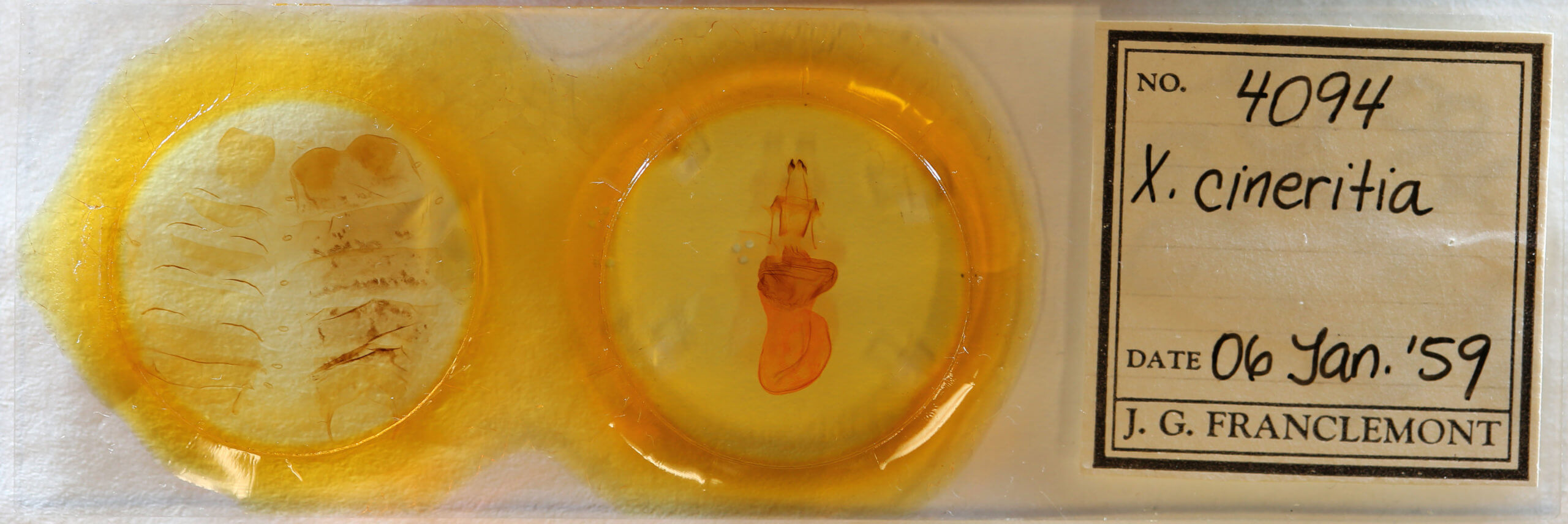 slide view of adult Xylena cineritia