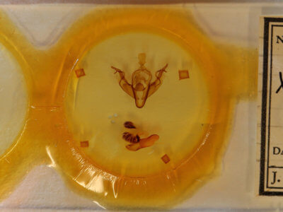 slide view of adult Xylena curvimacula