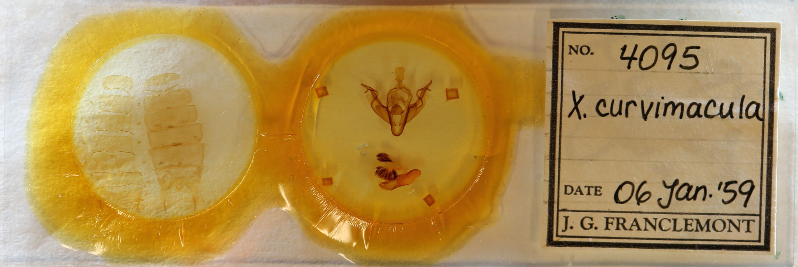 slide view of adult Xylena curvimacula