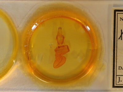 slide view of adult Xylena curvimacula