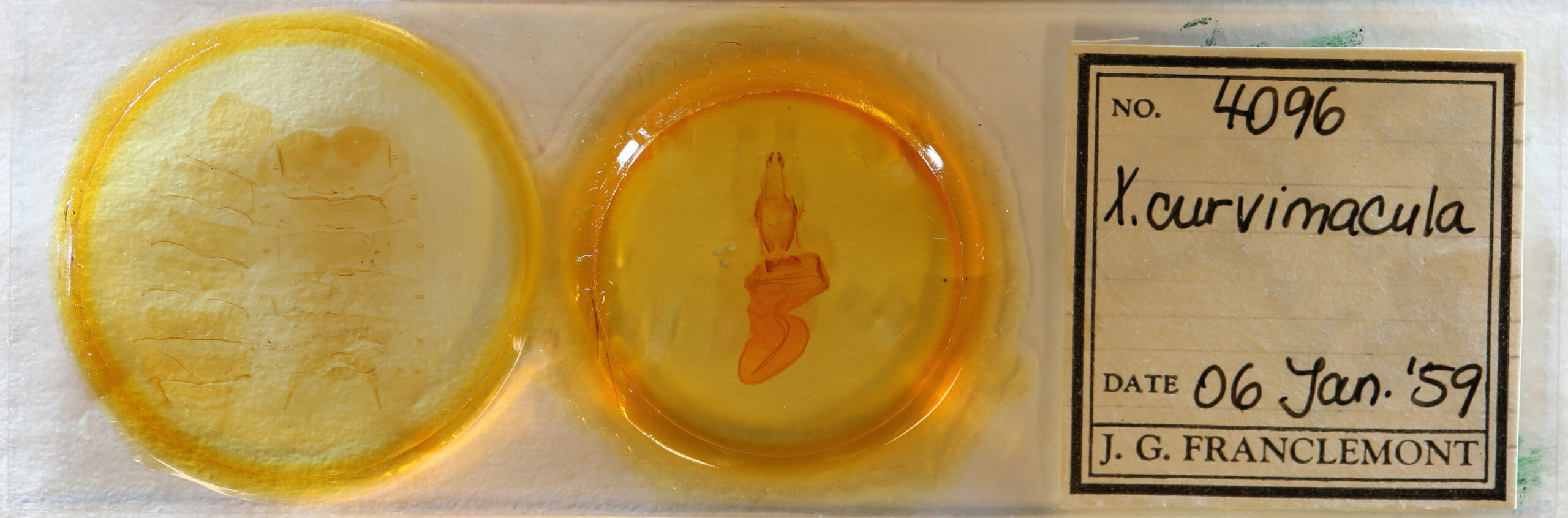 slide view of adult Xylena curvimacula