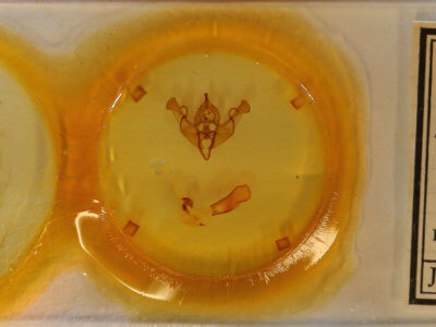 slide view of adult Xylena curvimacula