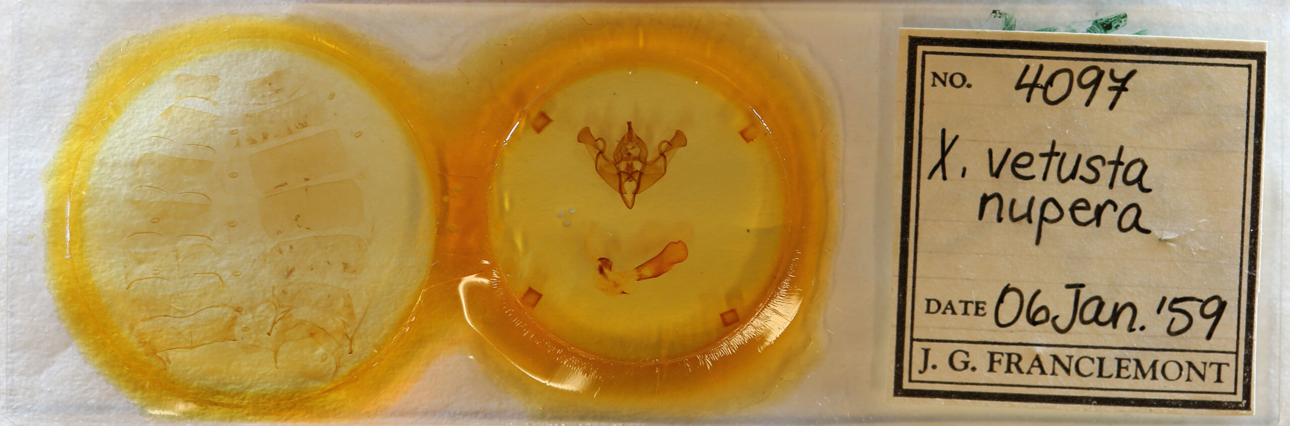 slide view of adult Xylena curvimacula