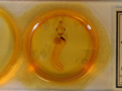 slide view of adult Xylena nupera