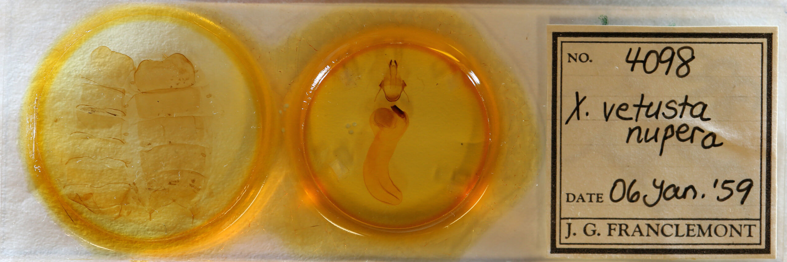 slide view of adult Xylena nupera