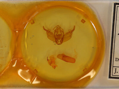 slide view of adult Xylena fumosa