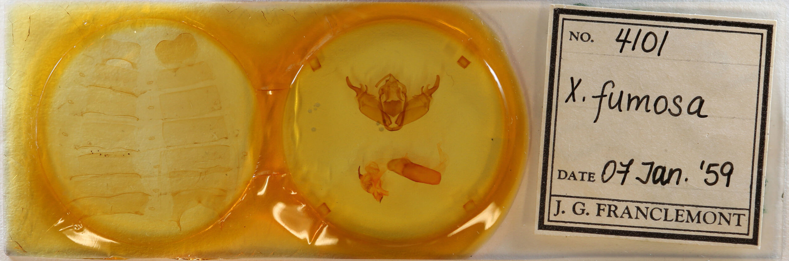 slide view of adult Xylena fumosa